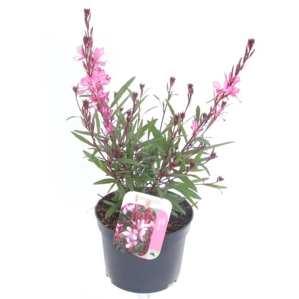 Gaura rosa Lindheimer Rose T13 H025