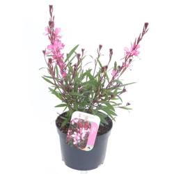 Gaura rosa Lindheimer Rose T13 H025