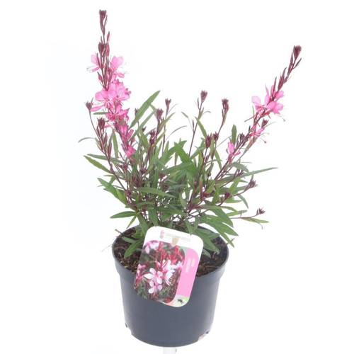 Gaura rosa Lindheimer Rose T13 H025