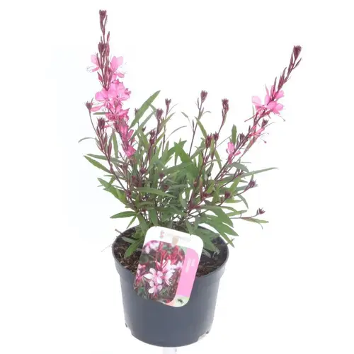 Gaura rosa Lindheimer Rose T13 H025
