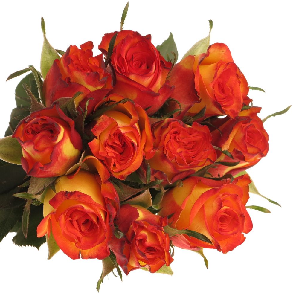 Rose gelb/rot High Magic 40cm