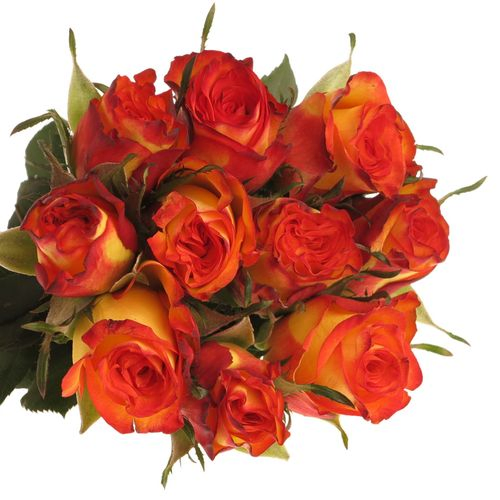 Rose gelb/rot High Magic 40cm