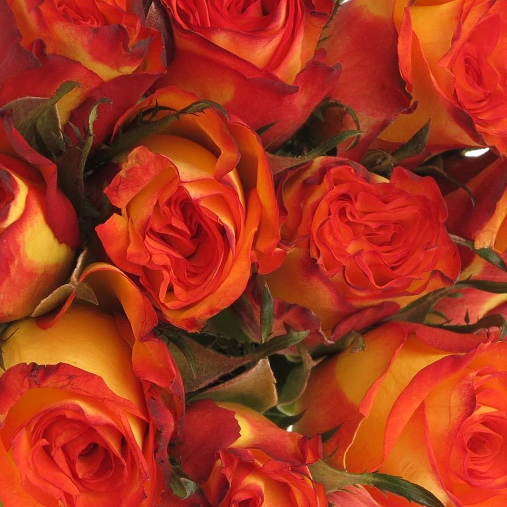 Rose gelb/rot High Magic 40cm