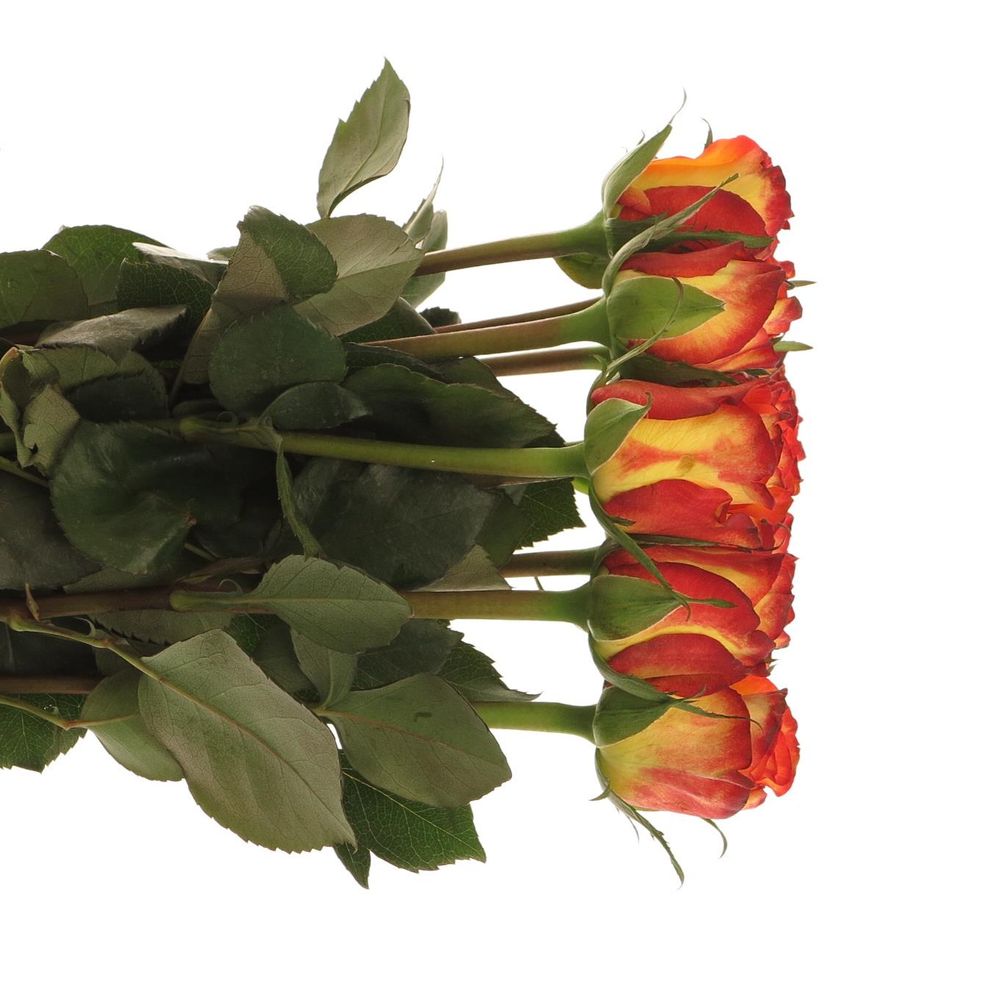 Rose gelb/rot High Magic 40cm