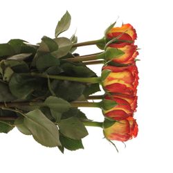 Rose gelb/rot High Magic 40cm