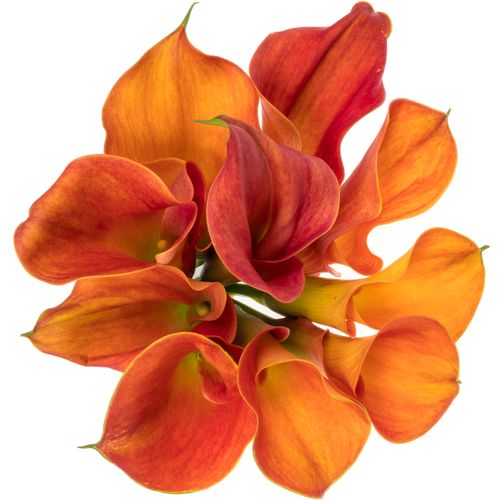Calla orange Sunset Passion 50cm