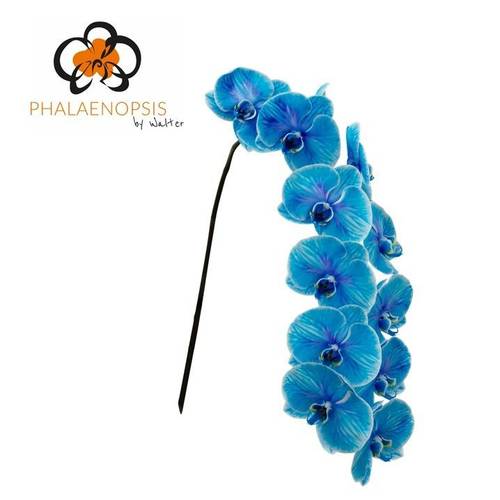 Phalaenopsis blau gefärbt 80cm 9 Bis14 Blüte