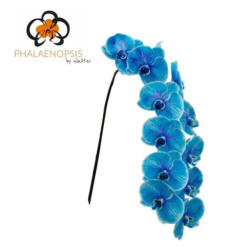Phalaenopsis blau gefärbt 80cm 9 Bis14 Blüte