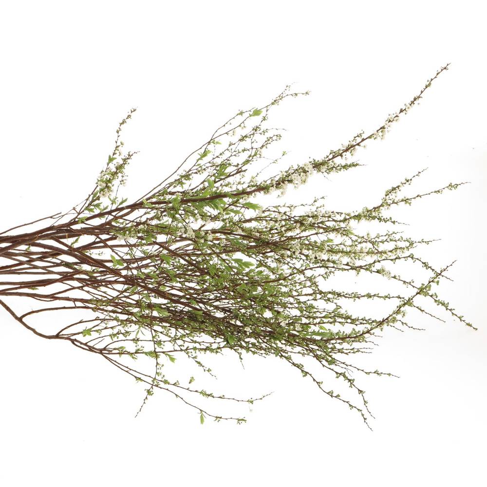 Spirea weiss Grefsheim 65cm