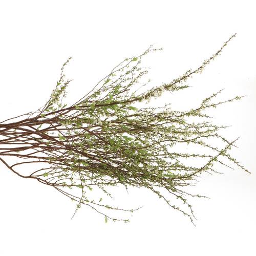 Spirea weiss Grefsheim 65cm