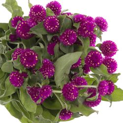Gomphrena lila 45cm