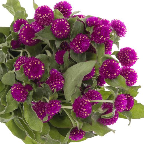 Gomphrena lila 45cm