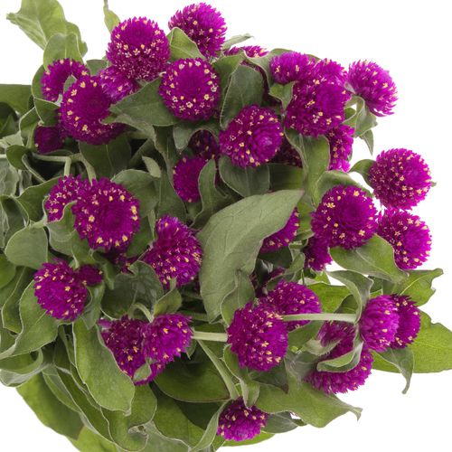 Gomphrena lila 45cm