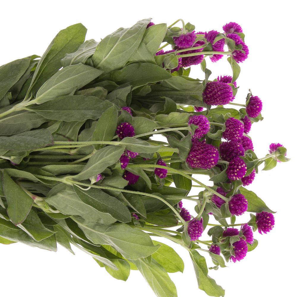 Gomphrena lila 45cm