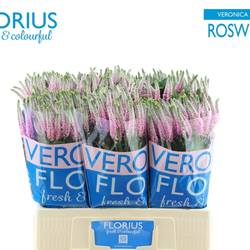 Veronica hell rosa Clea Roswitha verzweigt 60cm