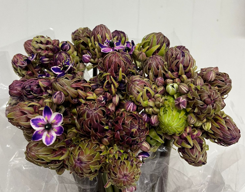 Ornithogalum lila gefärbt 75cm