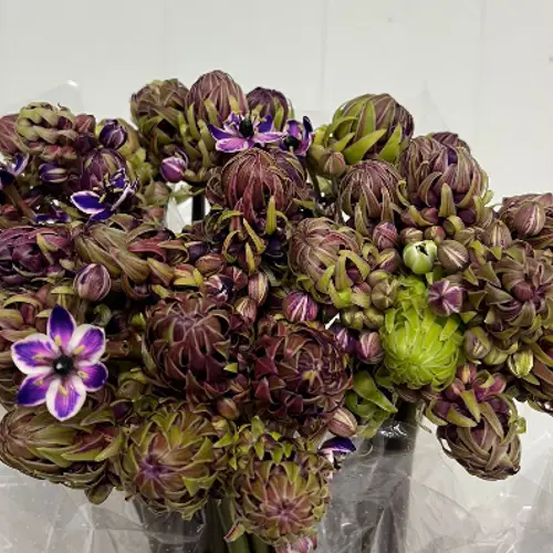 Ornithogalum lila gefärbt 75cm