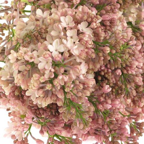 Flieder rosa Maidens Blush 2 Kopf 40cm