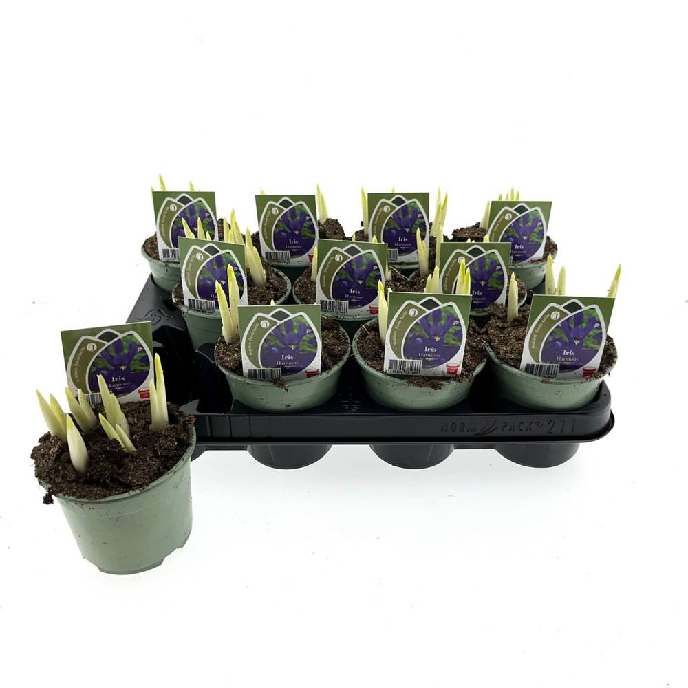 Iris lila Harmony T10 H014