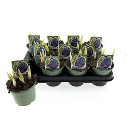 Iris lila Harmony T10 H014