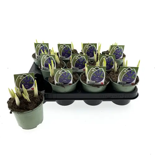 Iris lila Harmony T10 H014