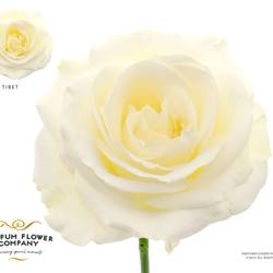 Rose weiss Tibet 50cm