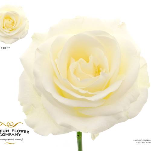 Rose weiss Tibet 50cm
