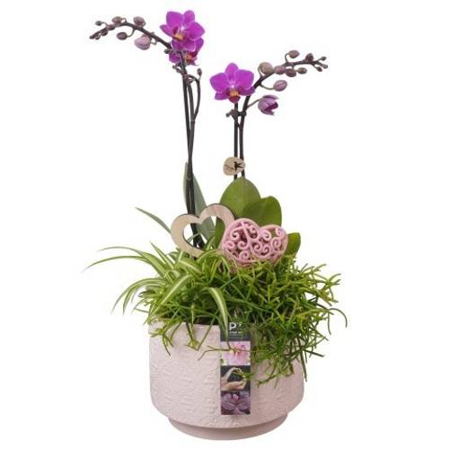 Phal.Arr PTVMB2236 T17 H047