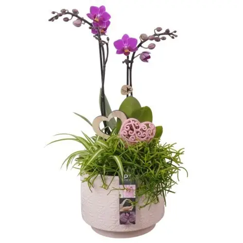 Phal.Arr PTVMB2236 T17 H047