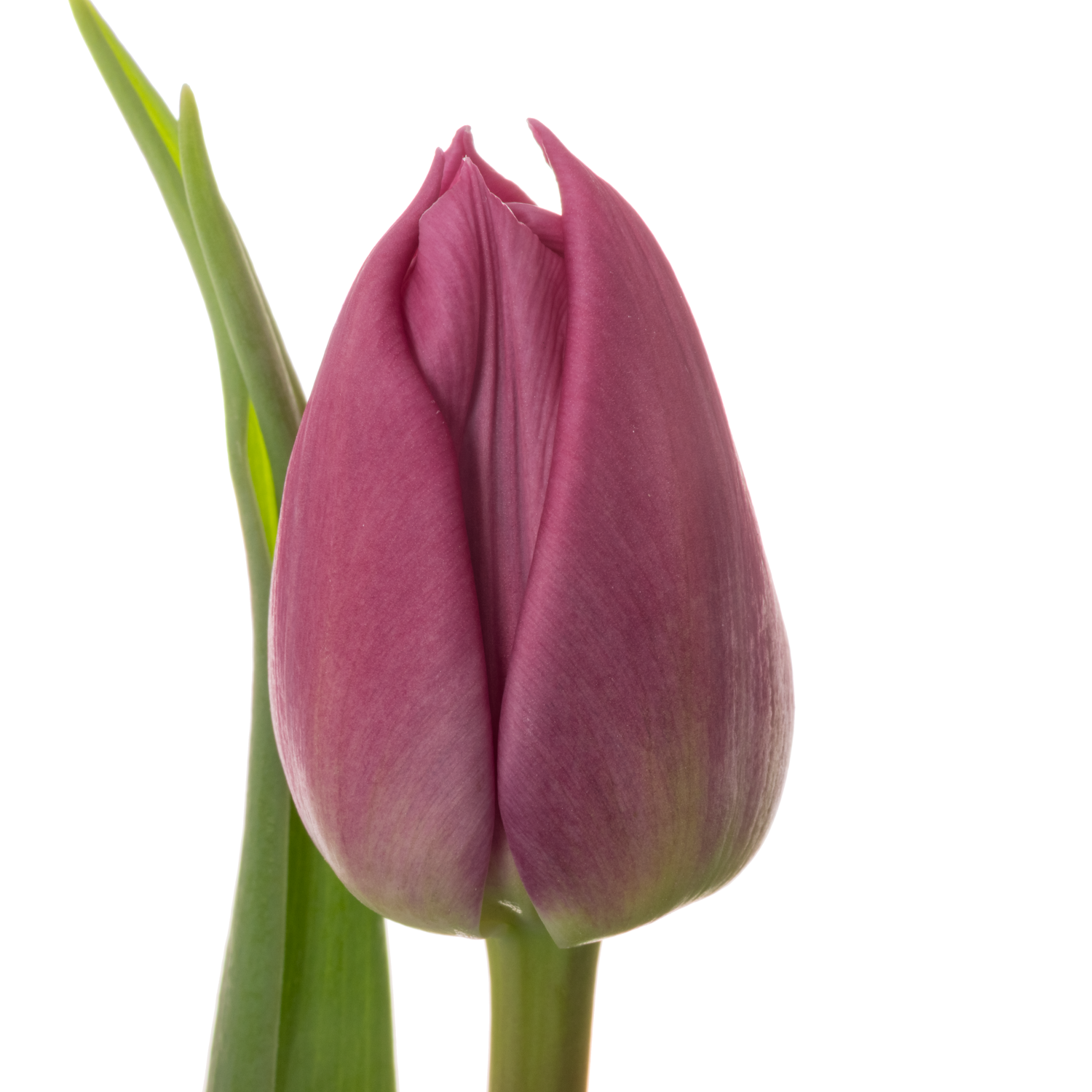 Tulpe lila doppel Princess 32 Gramm
