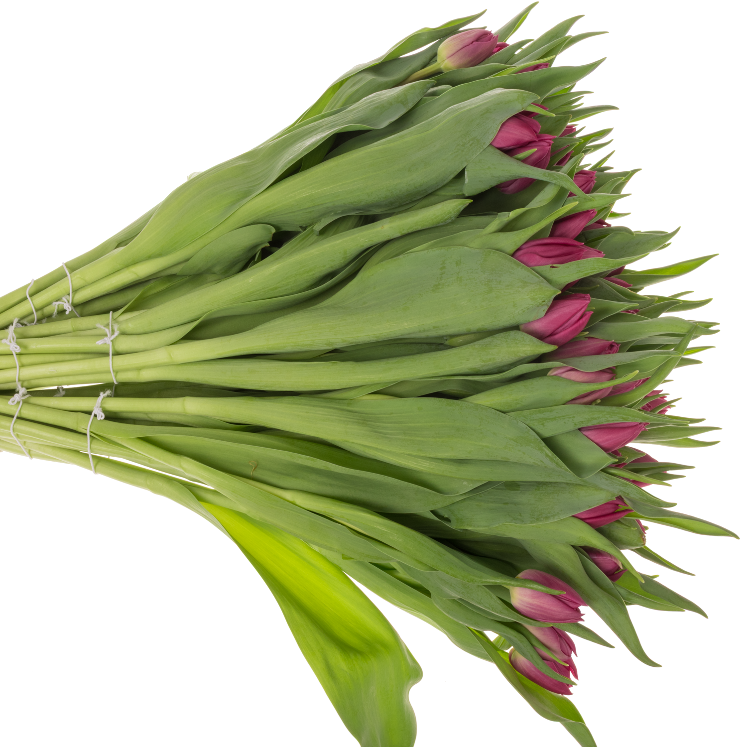 Tulpe lila doppel Princess 32 Gramm