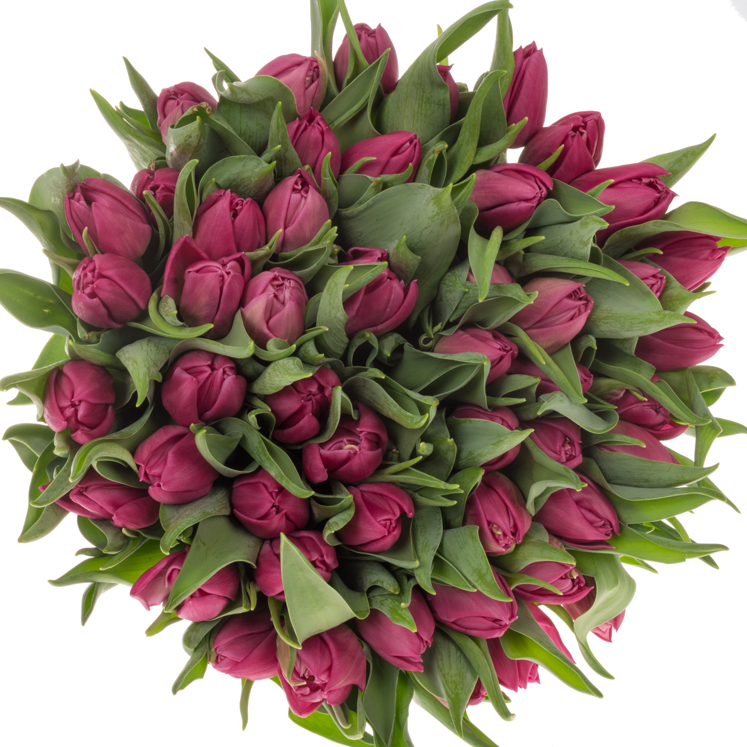 Tulpe lila doppel Princess 32 Gramm