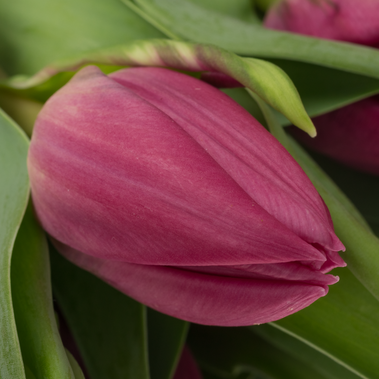 Tulpe lila doppel Princess 32 Gramm