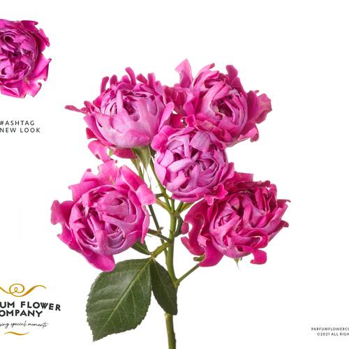 Rose verzweigt rosa Hastag New Look 50cm