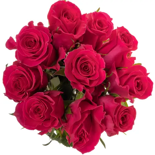 Rose rosa Gotcha (Ec) 50cm X10