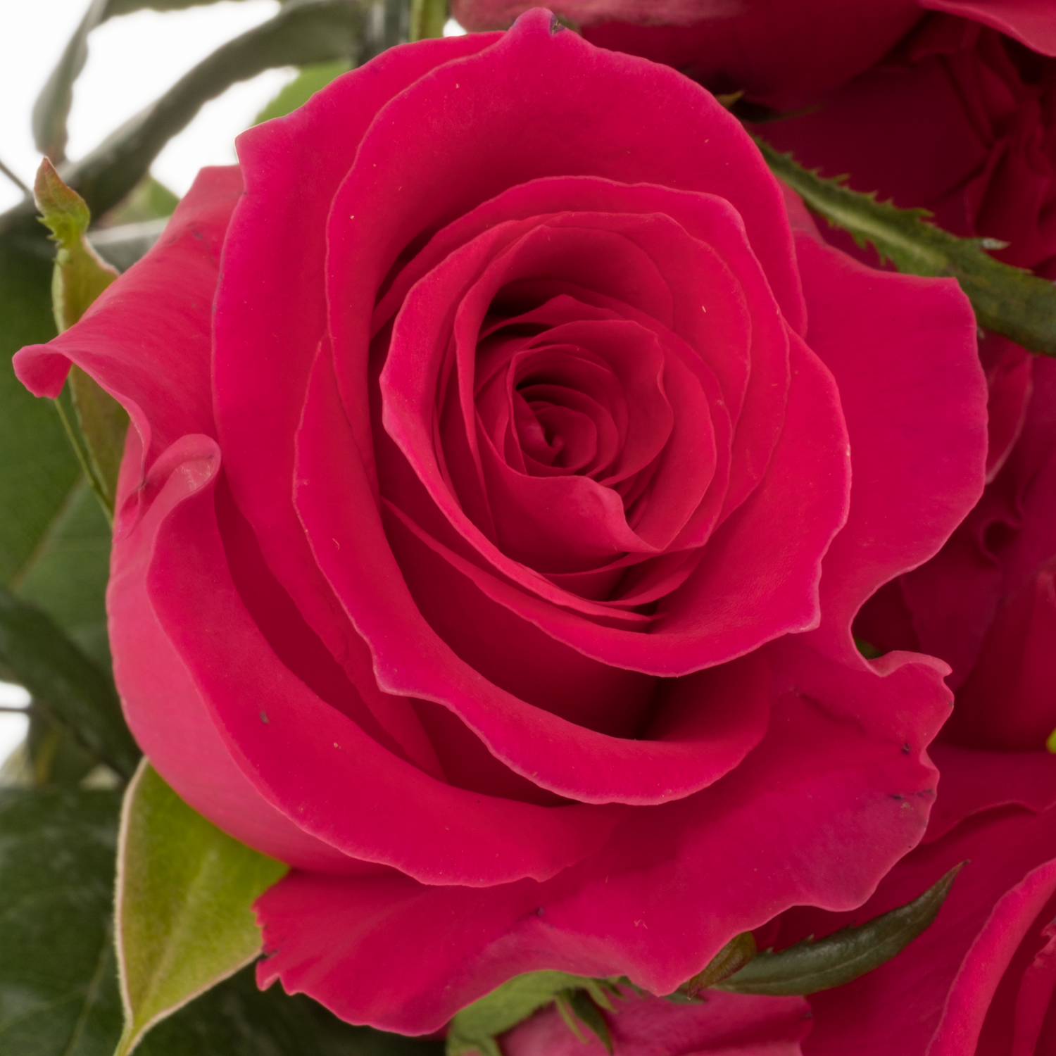Rose rosa Gotcha (Ec) 50cm X10