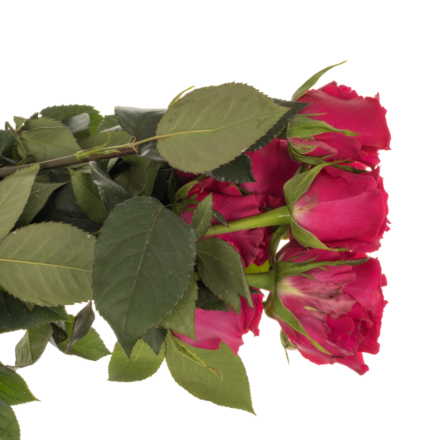 Rose rosa Gotcha (Ec) 50cm X10