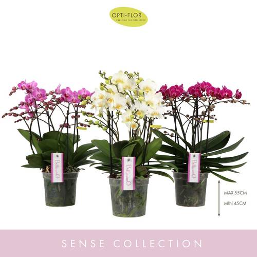 Phal.4-R mix Bellissimo T15 H050