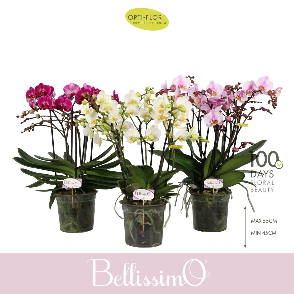 Phal.4-R mix Bellissimo T15 H050