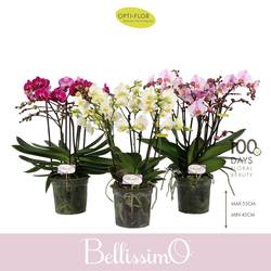 Phal.4-R mix Bellissimo T15 H050