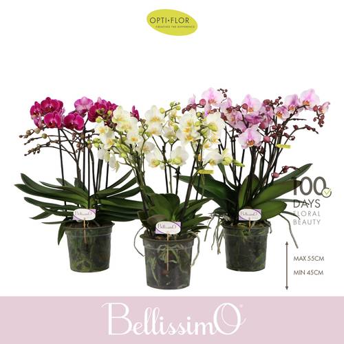 Phal.4-R mix Bellissimo T15 H050