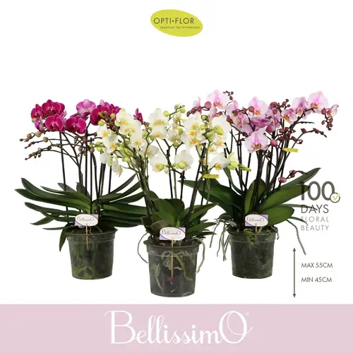 Phal.4-R mix Bellissimo T15 H050