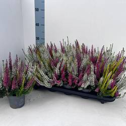 Calluna BL mix Trio Pommes T10,5 H025