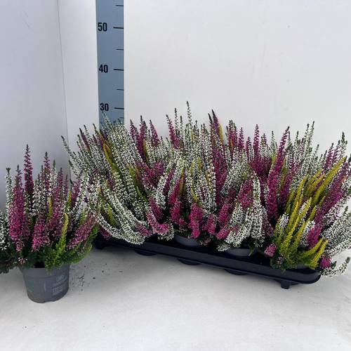 Calluna BL mix Trio Pommes T10,5 H025