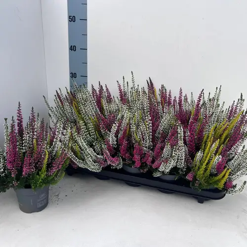 Calluna BL mix Trio Pommes T10,5 H025