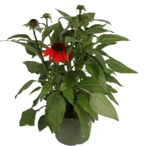 Echinacea orange T17 H040