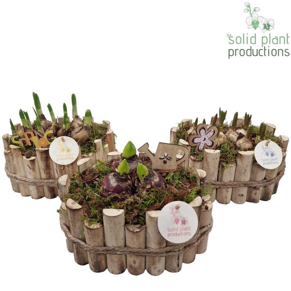 Zwiebel.Arr mix HHTM003MIX Bologna Small T23 H022