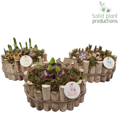 Zwiebel.Arr mix HHTM003MIX Bologna Small T23 H022