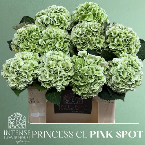 Hortensie hell grün Royal Princess cl Bol 17cm 50cm