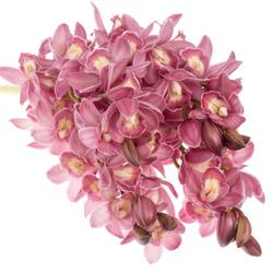 Mini Cymbidium rosa Parfait 50cm 10+Blüte